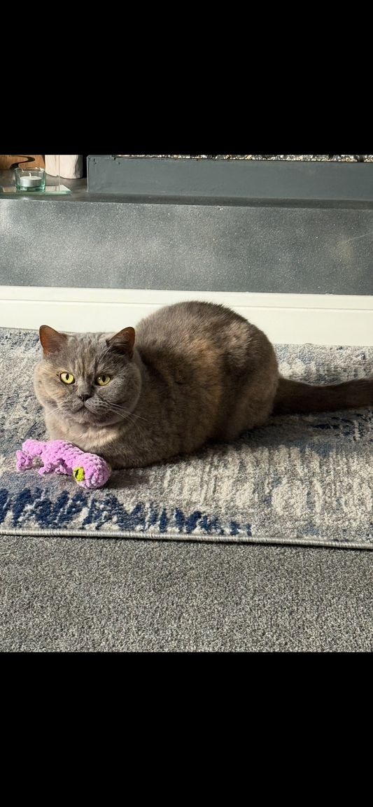 Catnip Lizard