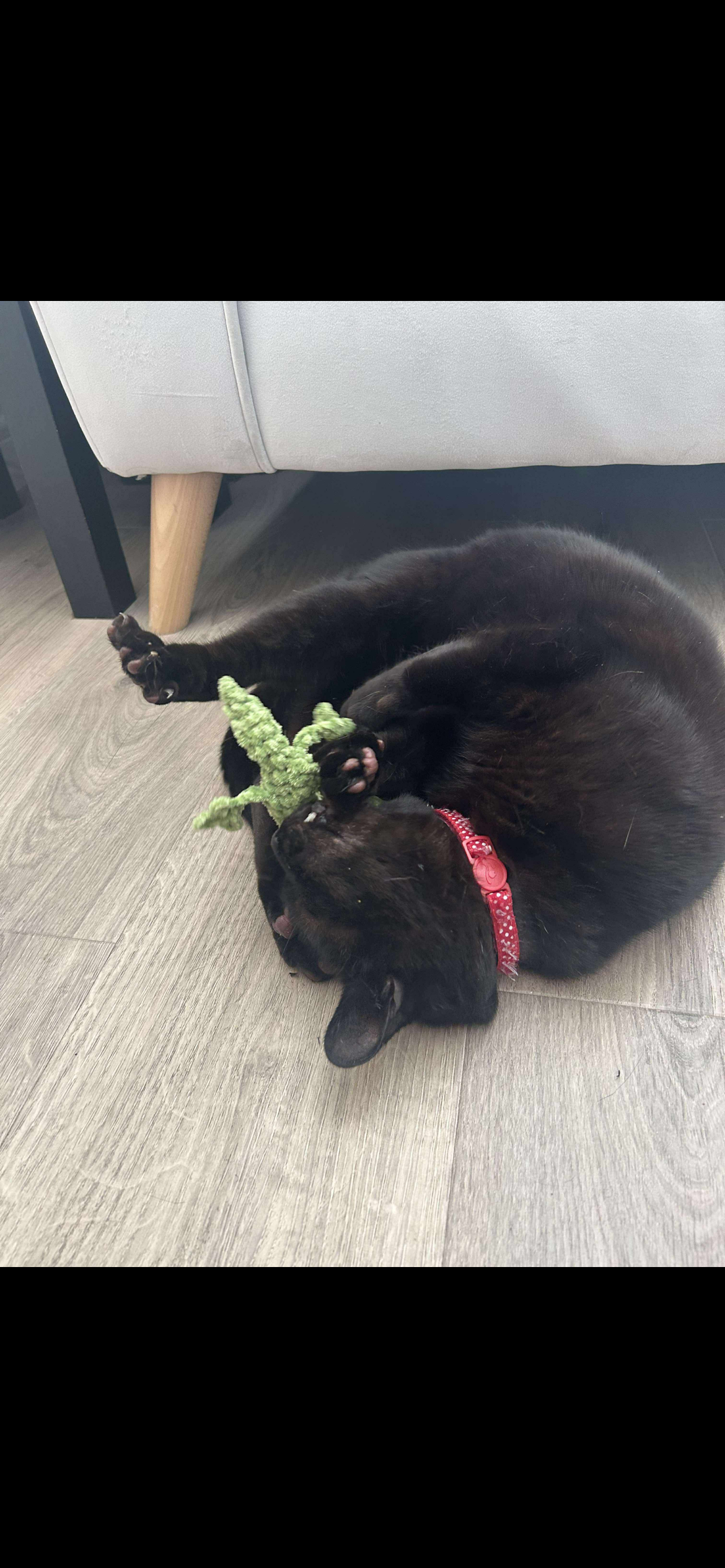 Catnip Lizard